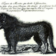Image for article titled A Field Guide to Cryptids From Europe and Africa